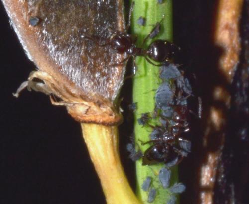 Réf. 221 680 : Crematogaster auberti